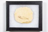 Knightia Fossil Fish From Wyoming with Display Case - 1 to 2" - Photo 3